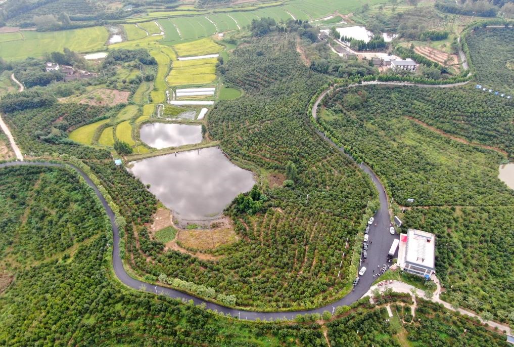 這是2020年8月25日拍攝的河南省光山縣槐店鄉(xiāng)司馬光油茶園（無(wú)人機(jī)照片）。新華社記者郝源攝