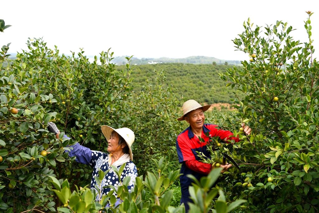 2020年8月25日，村民在河南省光山縣槐店鄉(xiāng)司馬光油茶園內(nèi)勞作。新華社記者郝源攝