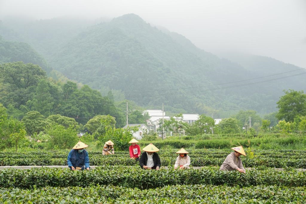 2022年5月11日，村民在大灣村生態(tài)茶園內(nèi)采摘茶葉。新華社記者杜宇攝