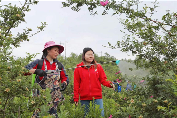 王永華（右一）向龍鳳村村民傳授噴灑農(nóng)藥技術要領。受訪者供圖