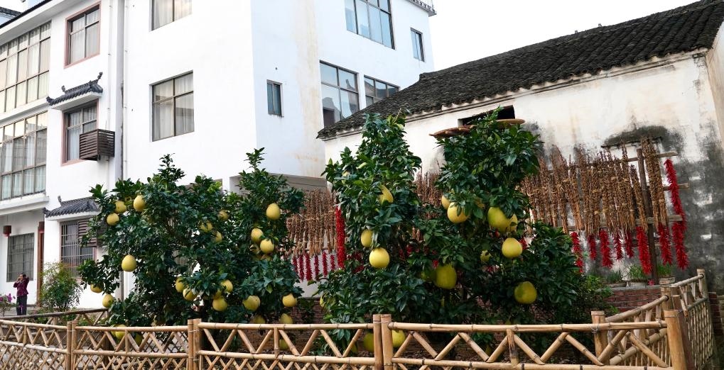 近日在江西省上饒市婺源縣秋口鎮(zhèn)王村石門自然村拍攝的馬家柚。新華社記者 胡晨歡 攝