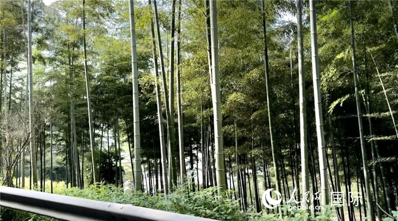 沿途中的竹林。人民網(wǎng)記者 周雨攝