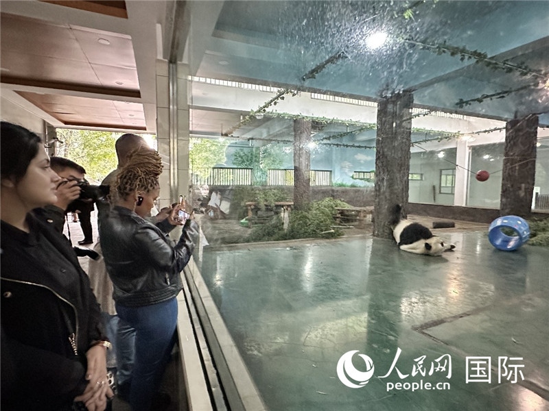 “增進(jìn)民心相通”國(guó)際民間人士代表團(tuán)參觀安吉竹博園大熊貓館。人民網(wǎng)記者 周雨攝