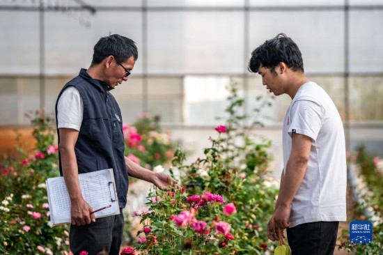 在云南省安寧市現(xiàn)代農(nóng)業(yè)園區(qū)玫瑰種植示范園，技術(shù)員田連通（左）在和同事交流（10月20日攝）。