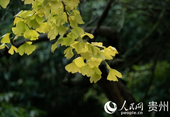 觀山湖公園秋意漸濃。人民網(wǎng) 陽茜攝