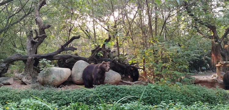 長隆野生動物世界園區(qū)內(nèi)，黑熊在森林間散步。人民網(wǎng)記者 張藝開攝