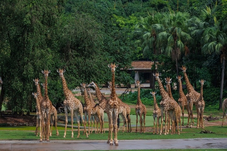 長隆野生動物世界園區(qū)內(nèi)，長頸鹿正在散步。鄧泳怡攝