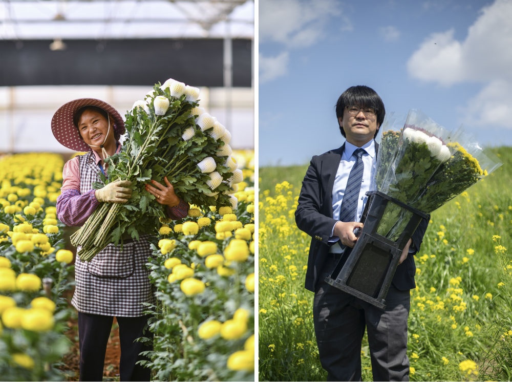 這張拼版照片中，左圖為2023年3月22日在中國云南省開遠市，花農李蘭英在采摘鮮花；右圖為2023年4月3日在日本埼玉縣三鄉(xiāng)市，經營花卉公司的小西武為訂貨的花店送花。中國云南有著亞洲最大的鮮切花交易市場，一年可以賣出110億枝鮮切花。春季云南大量鮮花進入盛花期，各類鮮花通過冷鏈物流陸續(xù)進入日本市場，成為當地人生活的美麗點綴。