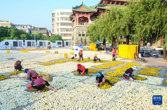 11月25日，在廣東省江門市新會區(qū)一處空地，人們對新會柑皮進(jìn)行翻皮晾曬。