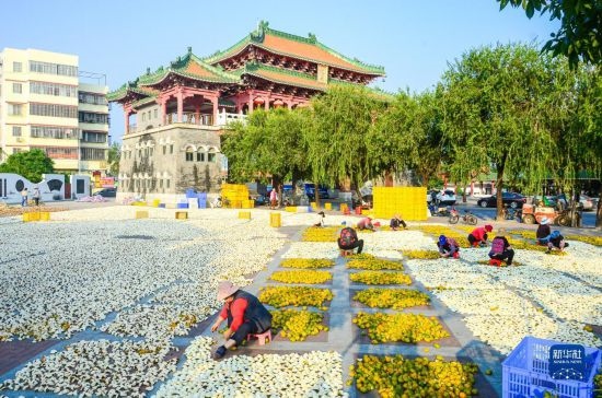11月25日，在廣東省江門市新會區(qū)一處空地，人們對新會柑皮進(jìn)行翻皮晾曬。