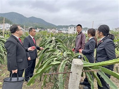  圖④：岑溪法院糯垌法庭法官深入轄區(qū)火龍果基地調(diào)研。