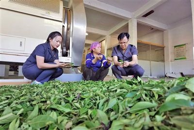  圖③：蒼梧法院六堡法庭法官深入茶企了解企業(yè)生產(chǎn)經(jīng)營情況。