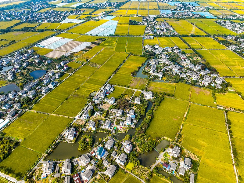 2023年10月22日，浙江海寧市黃灣鎮(zhèn)，金秋時節(jié)，金黃色的稻田與美麗鄉(xiāng)村構(gòu)成一幅寧靜祥和的畫卷。
