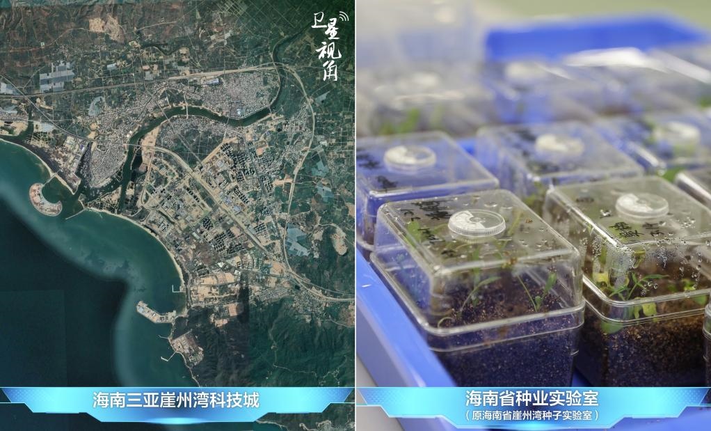 位于三亞崖州灣科技城的海南省種業(yè)實驗室（原海南省崖州灣種子實驗室）將形成輻射全國和“一帶一路”沿線國家的種子科學技術創(chuàng)新中心。