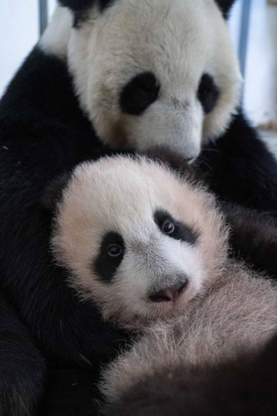  這是2023年12月21日在俄羅斯莫斯科動(dòng)物園拍攝的大熊貓幼崽“喀秋莎”（前）和大熊貓媽媽“丁丁”在一起的照片。新華社發(fā)（莫斯科動(dòng)物園供圖）