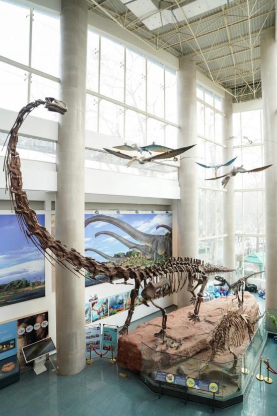 南京古生物博物館展出的馬門溪龍模型。新華社記者李博 攝