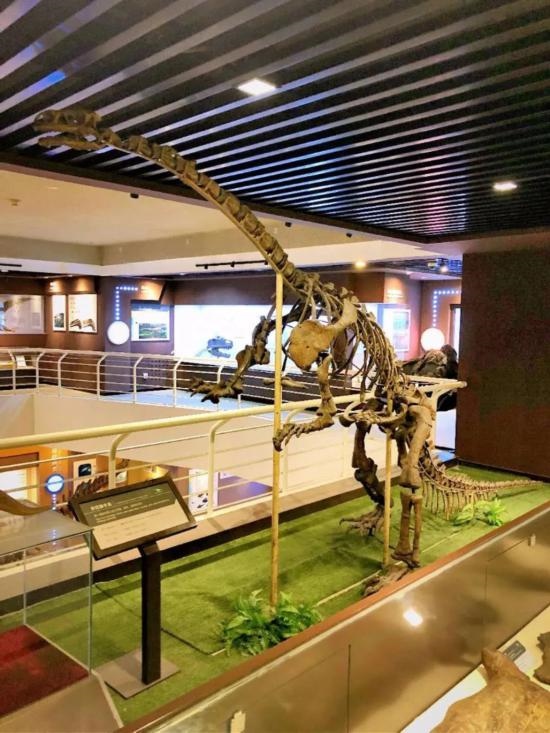 中國古動物館展出的許氏祿豐龍化石。（中國古動物館供圖）