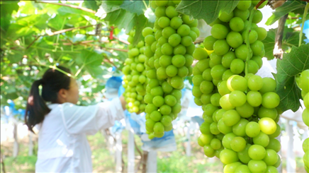 小屯村葡萄園里的陽光玫瑰葡萄。肖俊楠攝