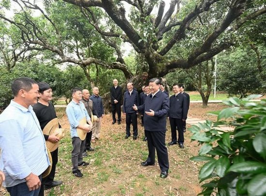 2023年4月11日，習(xí)近平總書記在廣東茂名高州市根子鎮(zhèn)柏橋村荔枝種植園，同現(xiàn)場技術(shù)人員親切交流。