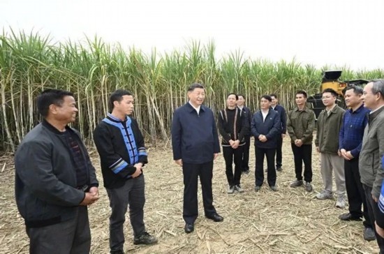 2023年12月14日，習(xí)近平總書記在廣西來賓市國家現(xiàn)代農(nóng)業(yè)產(chǎn)業(yè)園黃安優(yōu)質(zhì)“雙高”糖料蔗基地考察。