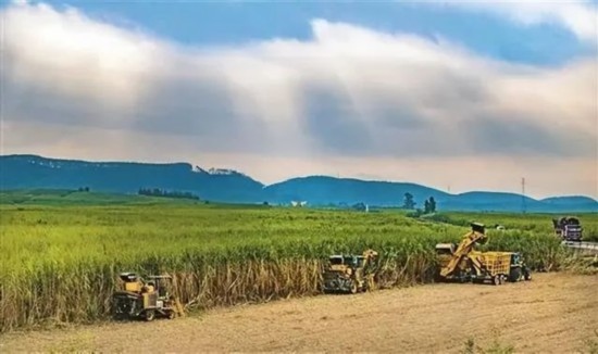 廣西來賓市興賓區(qū)鳳凰鎮(zhèn)黃安村“雙高”糖料蔗基地里，收割機(jī)手正在機(jī)械化砍收糖蔗。