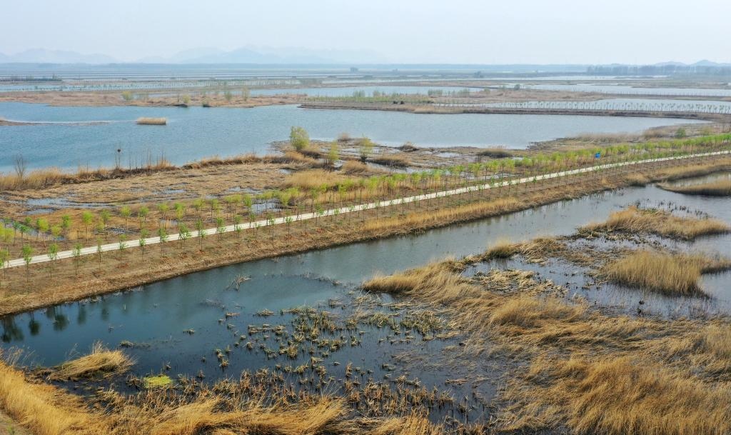 位于天津市薊州區(qū)的于橋水庫(kù)入庫(kù)河口濕地一景（資料照片）。新華社記者李然 攝