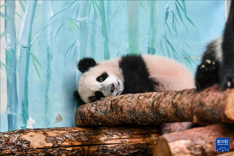 這是3月8日在俄羅斯莫斯科動物園拍攝的大熊貓“喀秋莎”。新華社記者 曹陽 攝