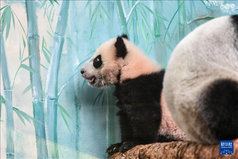 這是3月8日在俄羅斯莫斯科動物園拍攝的大熊貓“喀秋莎”。新華社記者 曹陽 攝