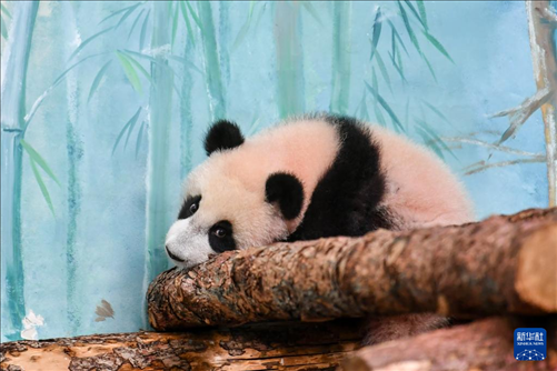 這是3月8日在俄羅斯莫斯科動物園拍攝的大熊貓“喀秋莎”。新華社記者 曹陽 攝
