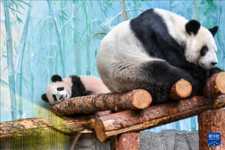 這是3月8日在俄羅斯莫斯科動物園拍攝的大熊貓“喀秋莎”（左）和媽媽“丁丁”。新華社記者 曹陽 攝