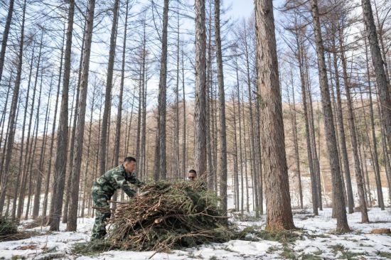 3月14日，在伊春森工集團(tuán)美溪林業(yè)局公司一處森林可持續(xù)經(jīng)營(yíng)試點(diǎn)樣地，工作人員在整理林下剩余物。新華社記者 謝劍飛 攝