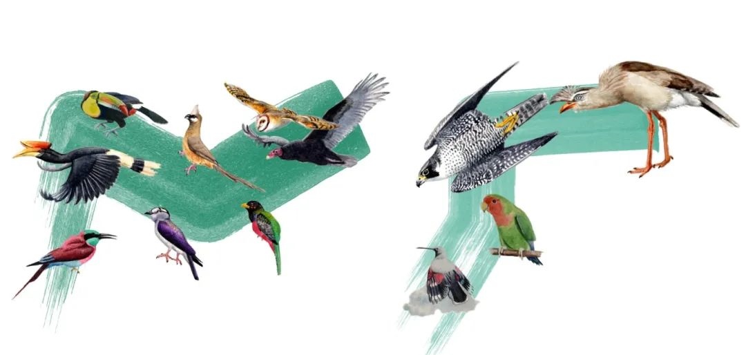 陸鳥類。浙江大學(xué)供圖