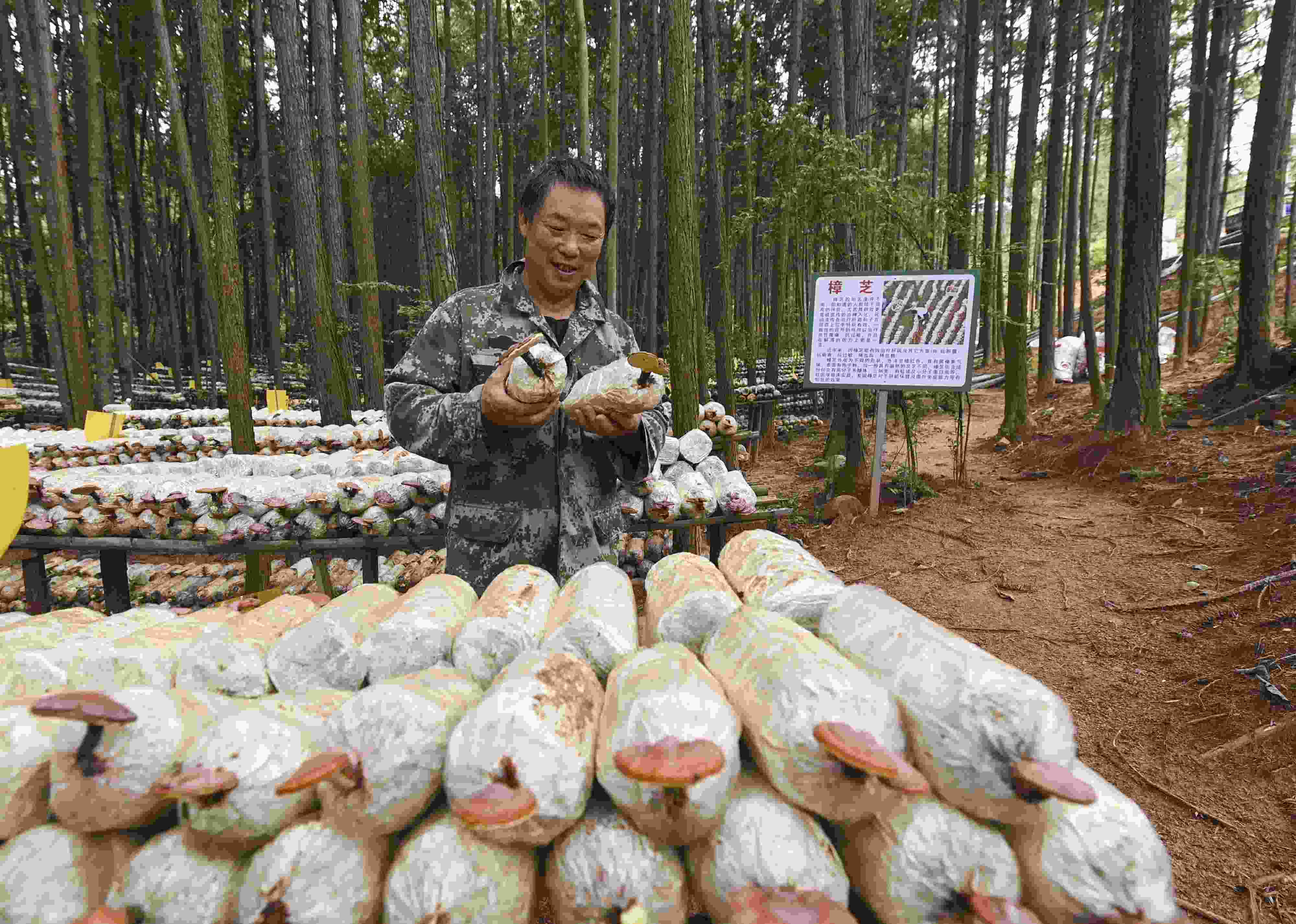 2023年9月21日，江西省撫州市，廣昌縣旴江生態(tài)公益林場(chǎng)，種植戶正在查看樟芝等食用菌的生長(zhǎng)情況。