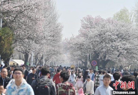 4月21日，大量游客來到吉林大學(xué)南嶺校區(qū)賞花。張瑤 攝