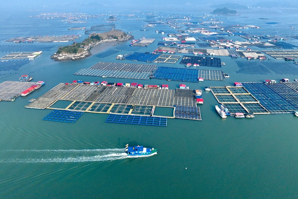 這是2024年1月11日拍攝的福建省寧德市霞浦縣海上養(yǎng)殖區(qū)（無人機(jī)照片）。新華社記者 姜克紅 攝