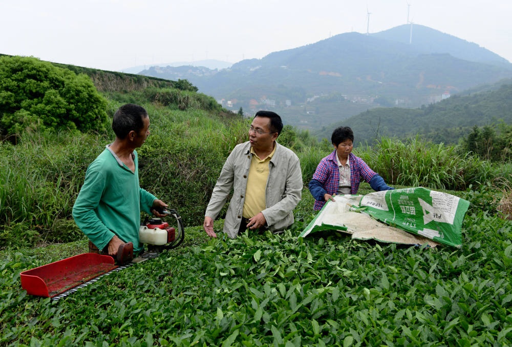 2024年5月9日，在福建省安溪縣西坪鎮(zhèn)珠洋村，科技特派員（中）在指導(dǎo)茶農(nóng)使用機(jī)器科學(xué)化采收茶葉。新華社記者 魏培全 攝
