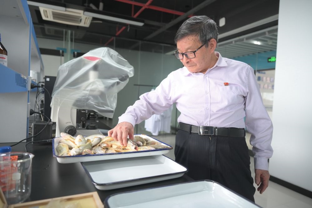 2024年5月8日，劉家富在位于福建省寧德市科技服務(wù)中心大樓的海水養(yǎng)殖生物育種全國重點(diǎn)實(shí)驗(yàn)室了解大黃魚的培育情況。新華社記者 林善傳 攝