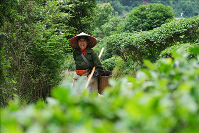 2024年4月24日，湖南省衡陽市耒陽市龍?zhí)伶?zhèn)江頭貢茶葉種植專業(yè)合作社，村民在茶山采摘茶葉，實現(xiàn)了家門口就業(yè)。