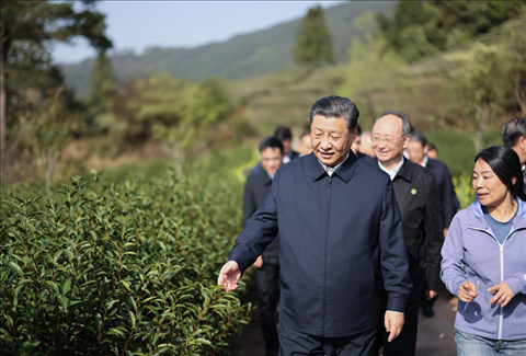 2021年3月22日下午，習(xí)近平在福建省南平市武夷山市星村鎮(zhèn)燕子窠生態(tài)茶園，察看春茶長勢，了解當?shù)夭璁a(chǎn)業(yè)發(fā)展情況。