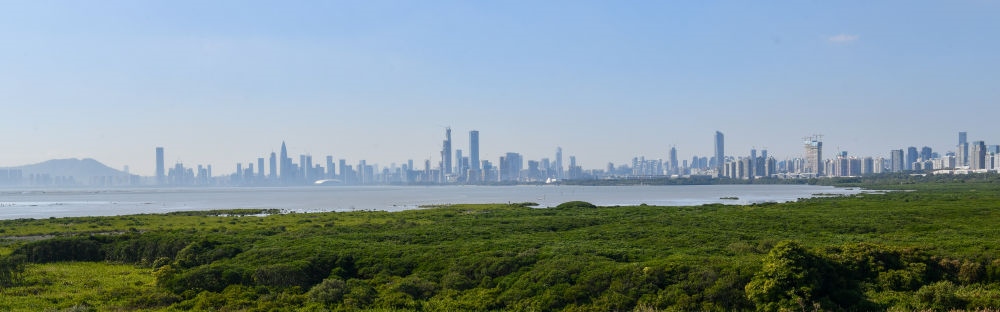  深圳福田紅樹林濕地（2024年1月19日攝）。在深圳，茂密的紅樹林東起新洲河口、西至深圳灣公園，懷抱城市中心區(qū)域，沿海岸線形成了長約6公里的“綠色長城”，為每年數(shù)以十萬計的候鳥留下彌足珍貴的國際遷徙通道。