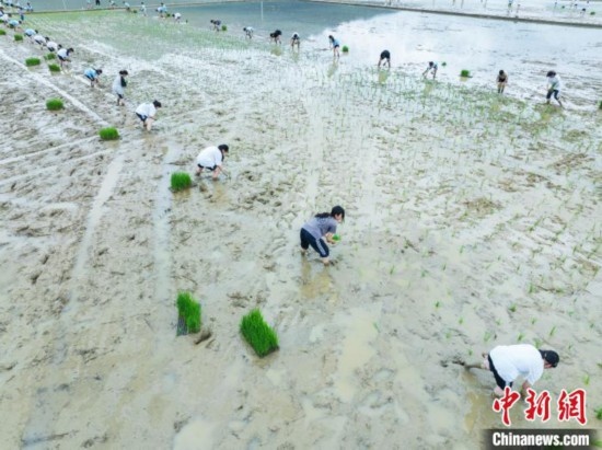 圖為5月21日，航拍綏陽縣旺草中學(xué)學(xué)生在旺草萬畝大壩體驗插秧。唐哲 攝