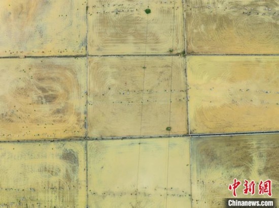 圖為5月21日，航拍綏陽縣旺草中學(xué)學(xué)生在旺草萬畝大壩體驗插秧。唐哲 攝