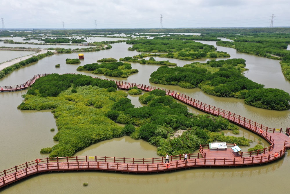 在廣東省湛江市金牛島拍攝的紅樹林（2023年5月25日攝，無人機(jī)照片）。