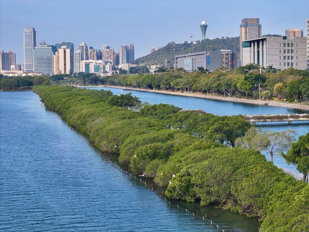 福建廈門筼筜湖紅樹林種植帶（2024年1月24日攝，無人機(jī)照片）。