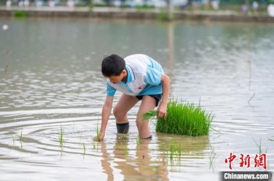 圖為5月21日，一名學(xué)生在綏陽縣旺草萬畝大壩體驗插秧。唐哲 攝