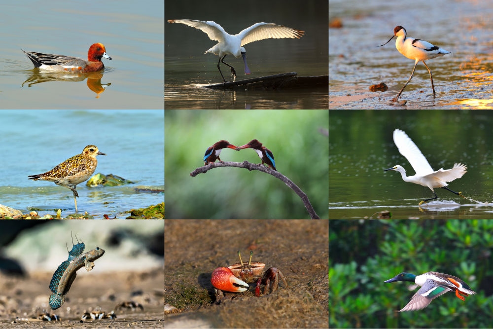  在深圳福田紅樹林濕地棲息或越冬的動物（廣東內(nèi)伶仃福田國家級自然保護(hù)區(qū)管理局供圖）。