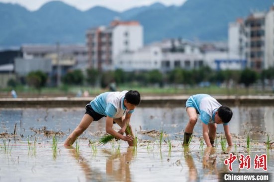 圖為5月21日，兩名學(xué)生在綏陽縣旺草萬畝大壩體驗插秧。唐哲 攝