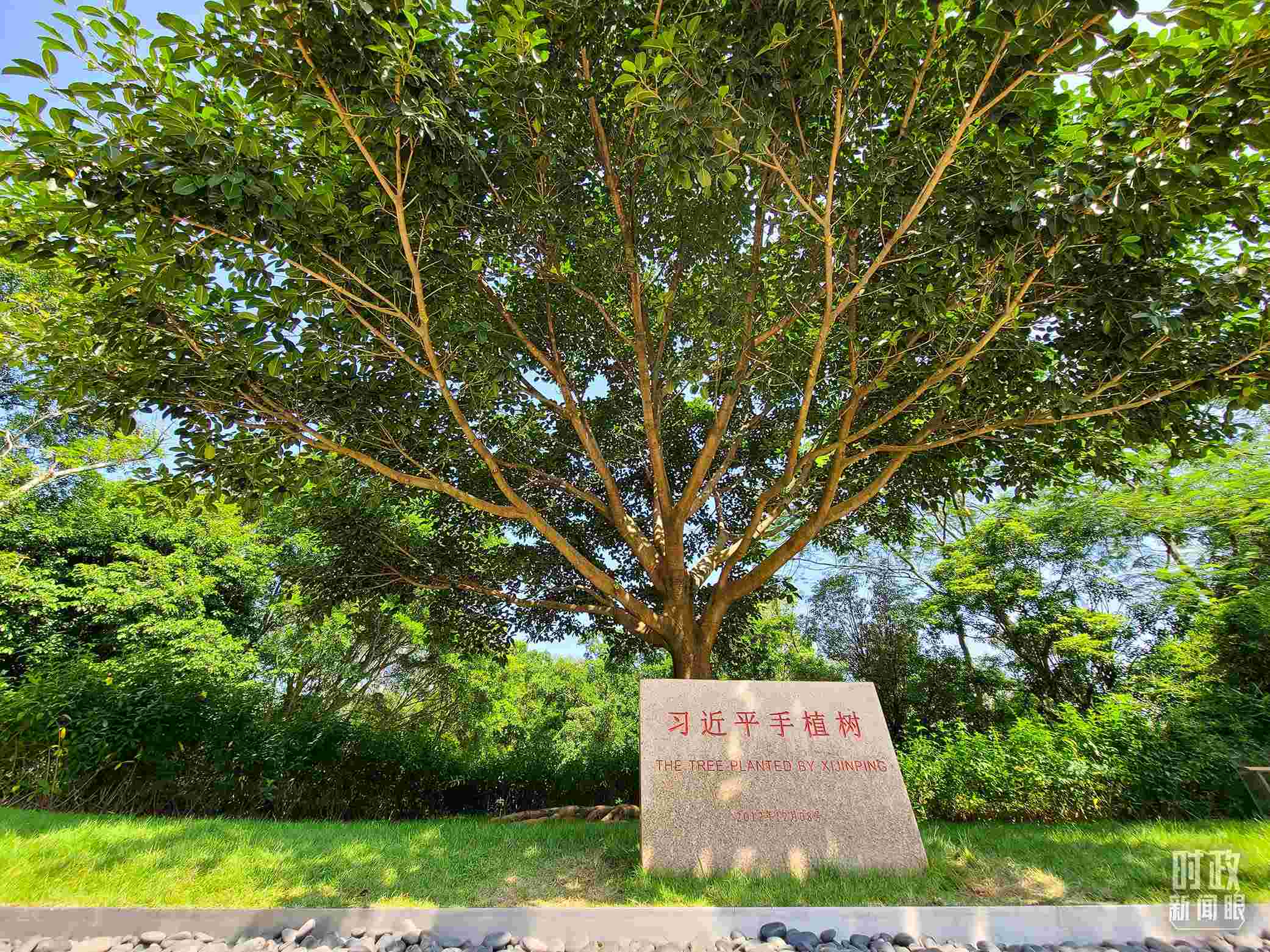 習近平2012年在深圳蓮花山公園種下的高山榕樹已枝繁葉茂。（總臺央視記者趙化拍攝）
