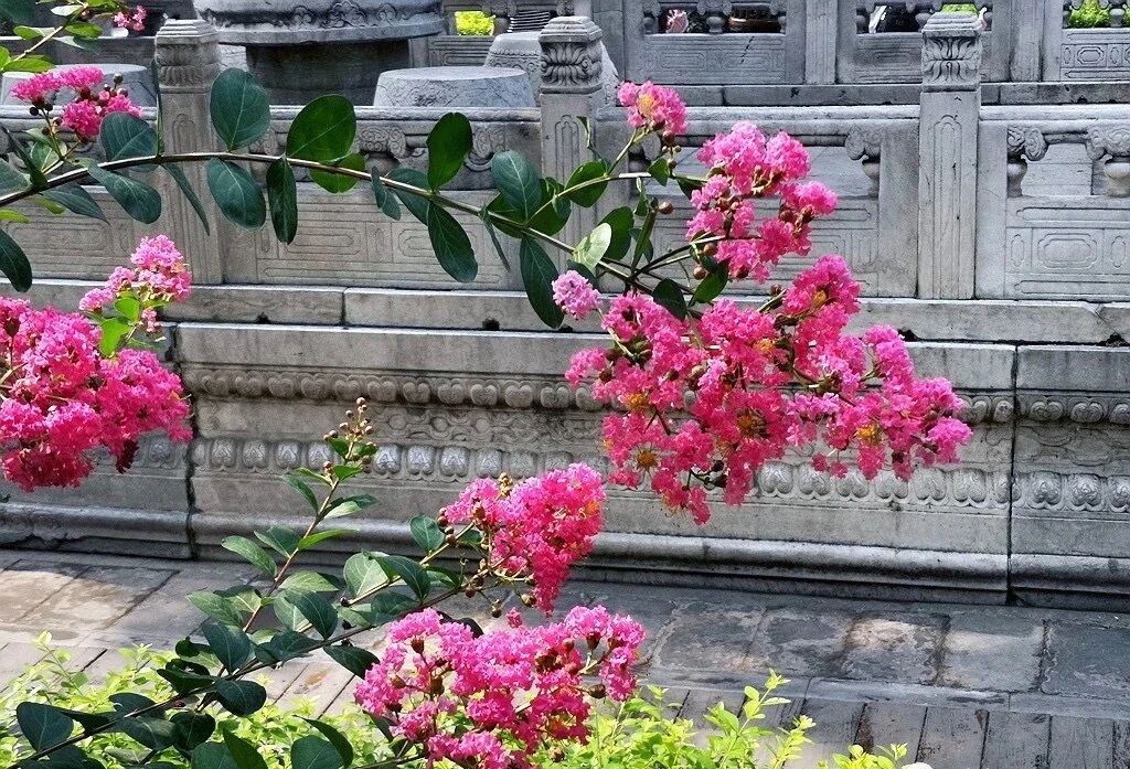 夏天的故宮一角。故宮博物院供圖