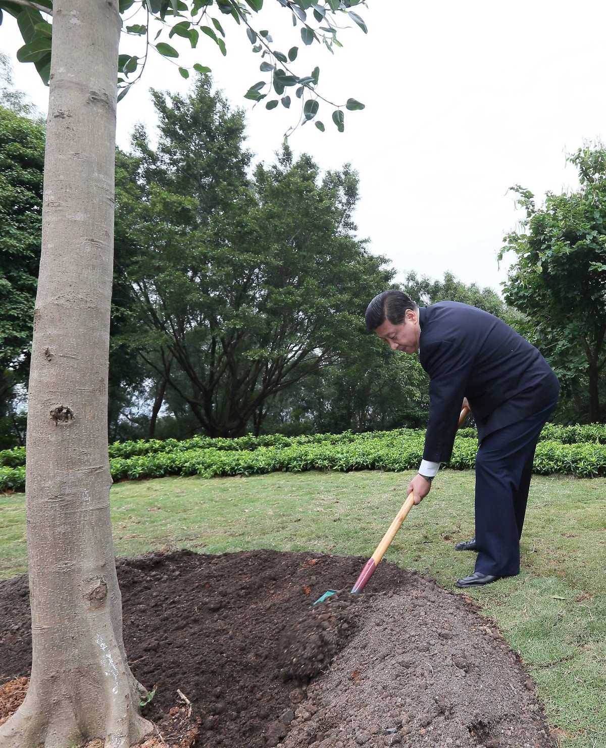 2012年12月8日，習(xí)近平在深圳蓮花山公園種下一棵高山榕樹。